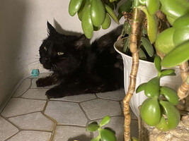 Собаки и кошки в добрые руки