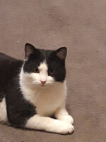 Собаки и кошки в добрые руки