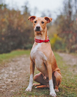 Собаки и кошки в добрые руки