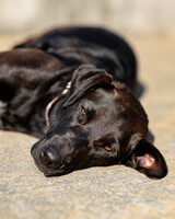 Собаки и кошки в добрые руки