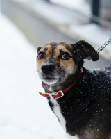 Собаки и кошки в добрые руки