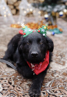 Собаки и кошки в добрые руки