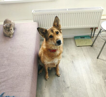 Собаки и кошки в добрые руки