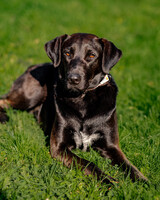 Собаки и кошки в добрые руки