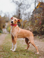 Собаки и кошки в добрые руки