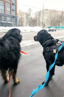 Собаки и кошки в добрые руки