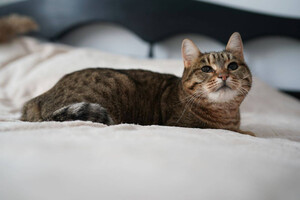 Собаки и кошки в добрые руки