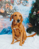 Собаки и кошки в добрые руки