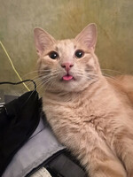 Собаки и кошки в добрые руки