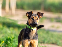 Собаки и кошки в добрые руки