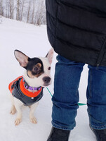 Собаки и кошки в добрые руки