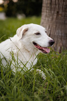 Собаки и кошки в добрые руки