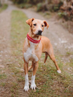 Собаки и кошки в добрые руки