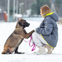 Собаки и кошки в добрые руки
