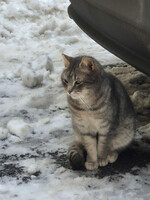 Собаки и кошки в добрые руки