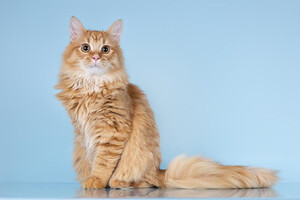 Собаки и кошки в добрые руки