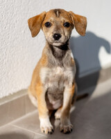 Собаки и кошки в добрые руки