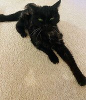 Собаки и кошки в добрые руки