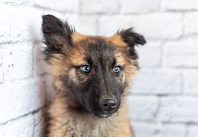 Собаки и кошки в добрые руки