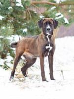 Собаки и кошки в добрые руки