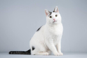 Собаки и кошки в добрые руки