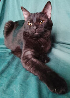 Собаки и кошки в добрые руки