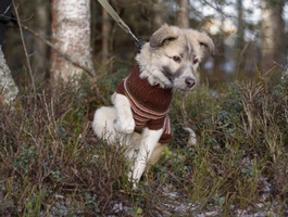 Собаки и кошки в добрые руки