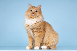 Собаки и кошки в добрые руки