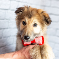 Собаки и кошки в добрые руки