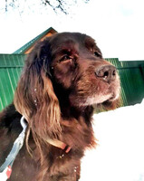 Собаки и кошки в добрые руки