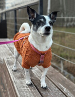 Собаки и кошки в добрые руки