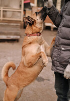 Собаки и кошки в добрые руки