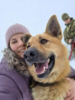 Собаки и кошки в добрые руки