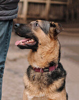 Собаки и кошки в добрые руки