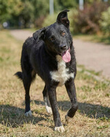 Собаки и кошки в добрые руки