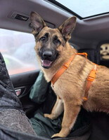 Собаки и кошки в добрые руки