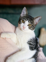 Собаки и кошки в добрые руки