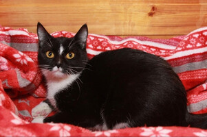 Собаки и кошки в добрые руки