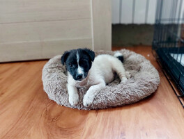 Собаки и кошки в добрые руки