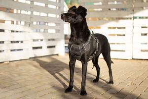 Собаки и кошки в добрые руки