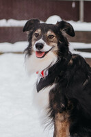 Собаки и кошки в добрые руки