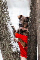 Собаки и кошки в добрые руки
