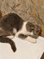 Собаки и кошки в добрые руки