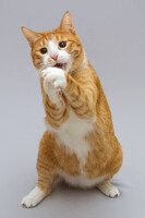 Собаки и кошки в добрые руки