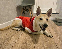 Собаки и кошки в добрые руки