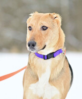 Собаки и кошки в добрые руки