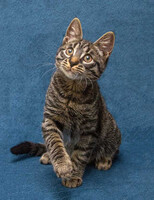 Собаки и кошки в добрые руки