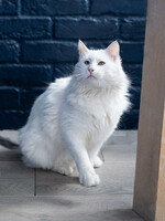 Собаки и кошки в добрые руки