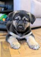 Собаки и кошки в добрые руки