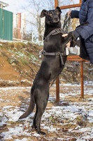 Собаки и кошки в добрые руки